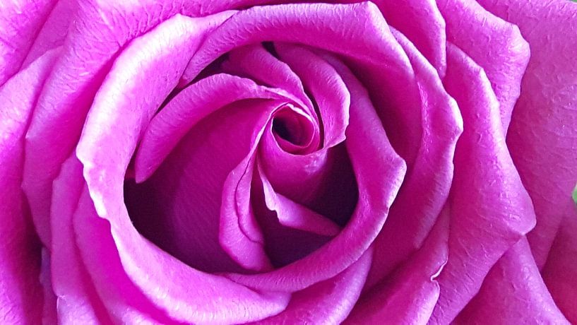 Rose by Gerhilde Mulder