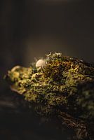 A small toadstool growing on the side of an old tree stump