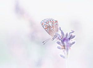 Butterfly soft look by natascha verbij
