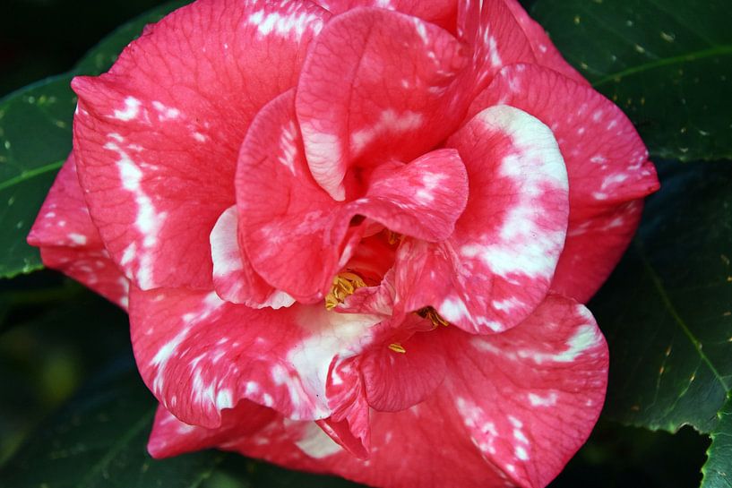 a Japanese peony flower by Werner Lehmann