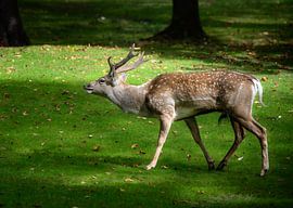 Mesopotamian fallow deer with antlers by ManfredFotos