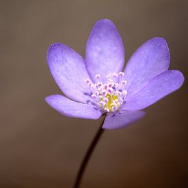 Frühlingszauber im Wald, zartes Leberblümchen von Christina Bauer Photos