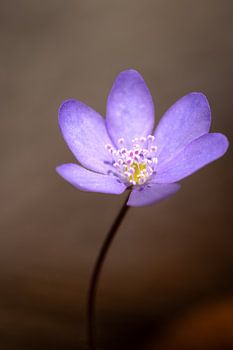 Frühlingszauber im Wald, zartes Leberblümchen