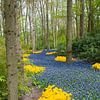 Muscari rivier in de Keukenhof van Tamara Witjes