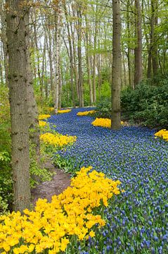 Muscari field in the Keukenhof von Tamara Witjes