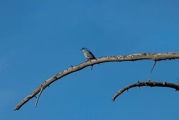 Oiseau bleu sur une branche | Parc national de Yellowstone | Wyoming | Amérique | Tirage photo de vo sur Kimberley Helmendag