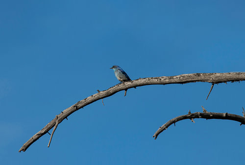 Blue bird on branch | Yellowstone National Park | Wyoming | America | Travel photography print