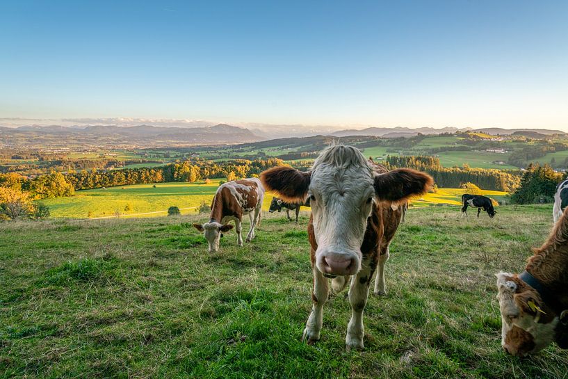 Sweet cow with Allgäu mountains in the background by Leo Schindzielorz
