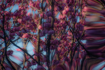 Vluchtige lente