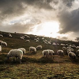 Moutons au pâturage avec contre-jour dans les dunes de Katwijk sur MICHEL WETTSTEIN