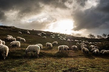 Grazende schapen met tegenlicht in de Katwijkse duinen