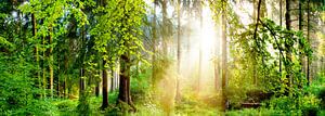 Sonnenaufgang im Wald