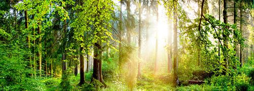 Sunrise in the forest by Günter Albers