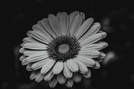 Zwart/wit bloem von Stedom Fotografie Miniaturansicht