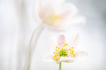 Beautiful Blossom van Nanda Bussers