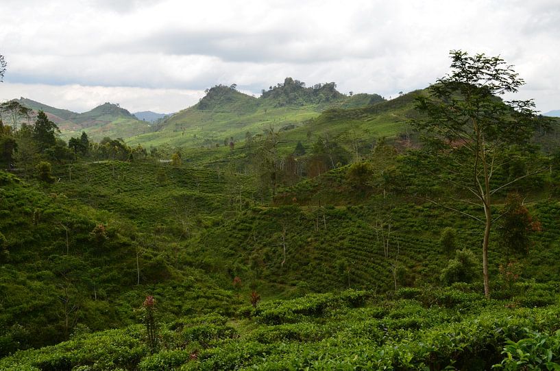 Des collines vertes en Indonésie par Laura