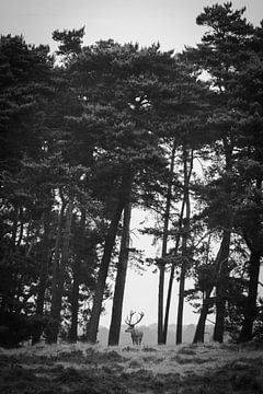 Deer on the Hoge Veluwe by Anneloes vd Werff