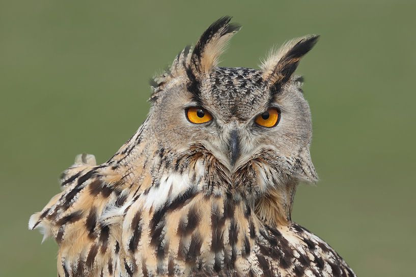 Bengalischer Uhu (Bubo bengalensis) von Ronald Pol