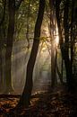 The forest of dancing trees by Evert Jan Kip thumbnail