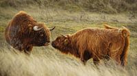 Wildtiere Schottischer Hochlandbewohner von Dirk van Egmond Miniaturansicht