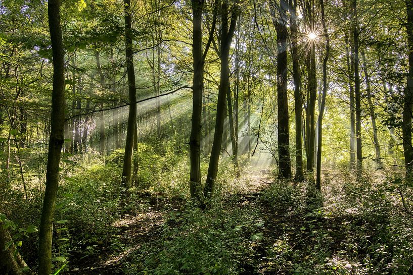 Sunbeams in the Westerpark by Ellen Weidenaar