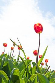 Tulpen by Johan van der Helm