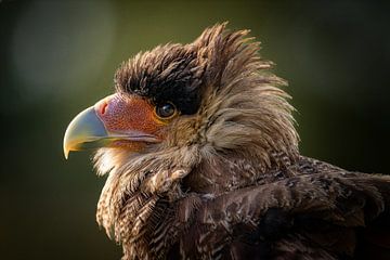 Caracara huppé sur Jos Crooymans