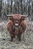 Scottish Highlander cow close up.