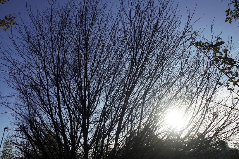 Sonne hinterm Baum von JM BilderBude