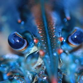 Homard du Canada sur Bärbel Severens