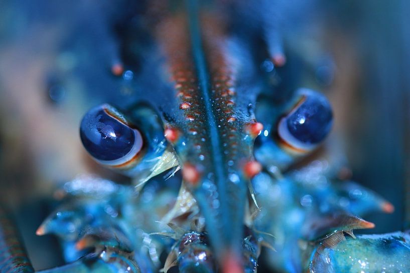Lobster from Canada by Bärbel Severens