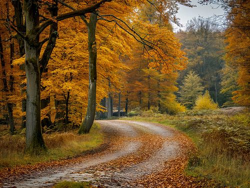 Waldblick