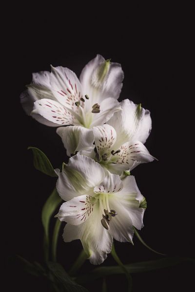 Lily Of The Incas by Sandra Hazes