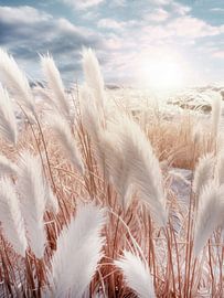 Pampas grass as far as the eye can see by Melanie Viola