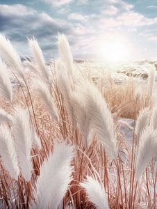 De l'herbe de la pampa à perte de vue