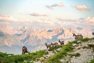 Groep gemzen in de bergen van Tirol van Leo Schindzielorz