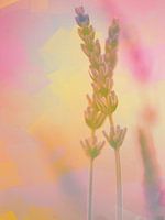 Two lavenders in front of an artistic background
