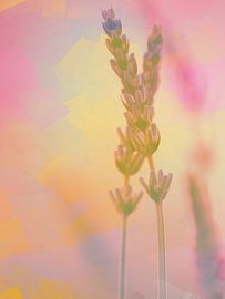 Twee lavendelblaadjes voor een artistieke achtergrond van art559