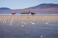 Flamingo´s