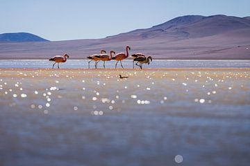 Flamingos by Daniël Schonewille