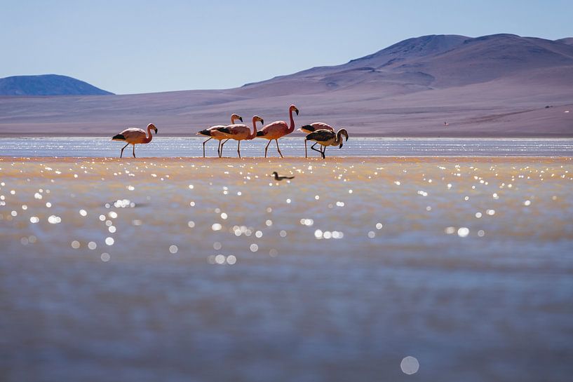Flamingo´s van Daniël Schonewille