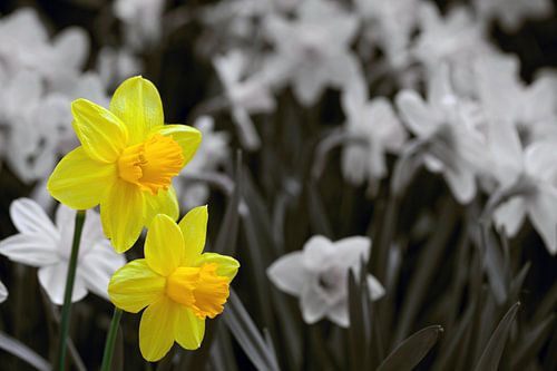 Narcissen
