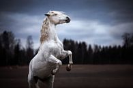 Steigerend Spaans paard / Noorwegen / Paard / Dierenfotografie /Ruig  beeld / van Jikke Patist thumbnail