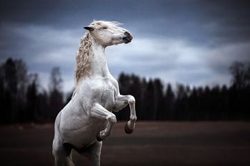 Rearing Spanish horse / Norway / Horse / Animal photography / Powerful image /