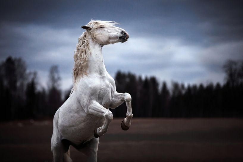 Steigerend Spaans paard / Noorwegen / Paard / Dierenfotografie /Ruig  beeld / van Jikke Patist