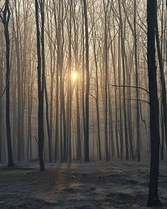 Magisches Licht im Wald