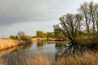 Bomen gereflecteerd in het water van Ruud Morijn thumbnail