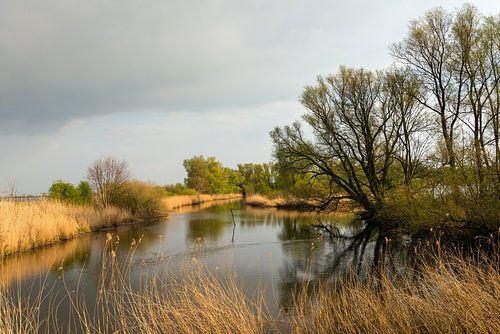 Bomen gereflecteerd in het water