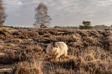 Moutons sur la lande au lever du soleil