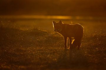 Zonsondergang van Pim Leijen